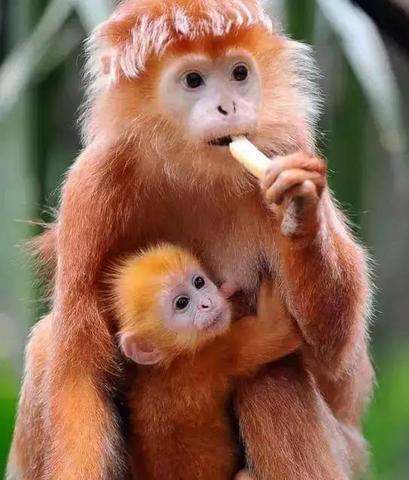 家点评（欲钱买花枝招展的动物）猜数字