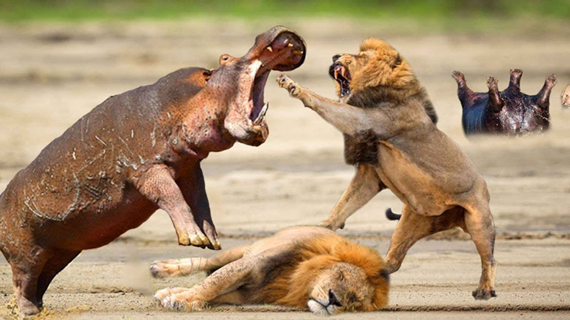 热点剖析（战鼓声声）打一动物