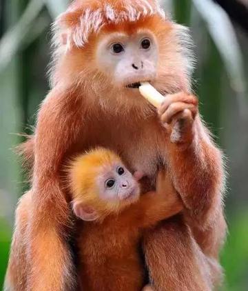 家点评（欲钱买花枝招展的动物）猜数字