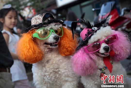 家点评（欲钱买花枝招展的动物）猜数字