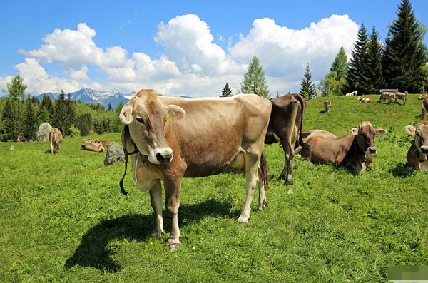 实战解析（外道施威欺正性，心猿獲實伏邪魔）开过什么生肖